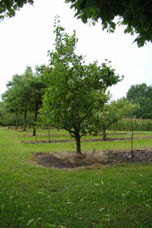 Karakteristieke Suikerpeer - Pyrus communis 'Noord-Hollandse suikerpeer'