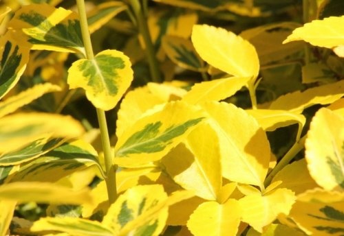Kardinaalsmuts 'Emerald'n Gold' als boompje op stam