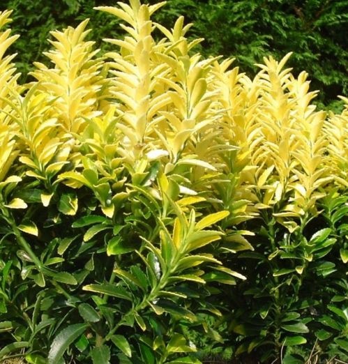 Kardinaalsmuts 'Happiness' is een groenblijvende heester van ca 60cm maximaal