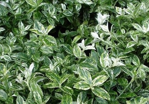 Kardinaalsmuts 'Harlequin' is een groenblijvende struik