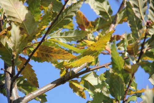 Kastanjebladige eik  - Quercus castaneifolia 'Green Spire'