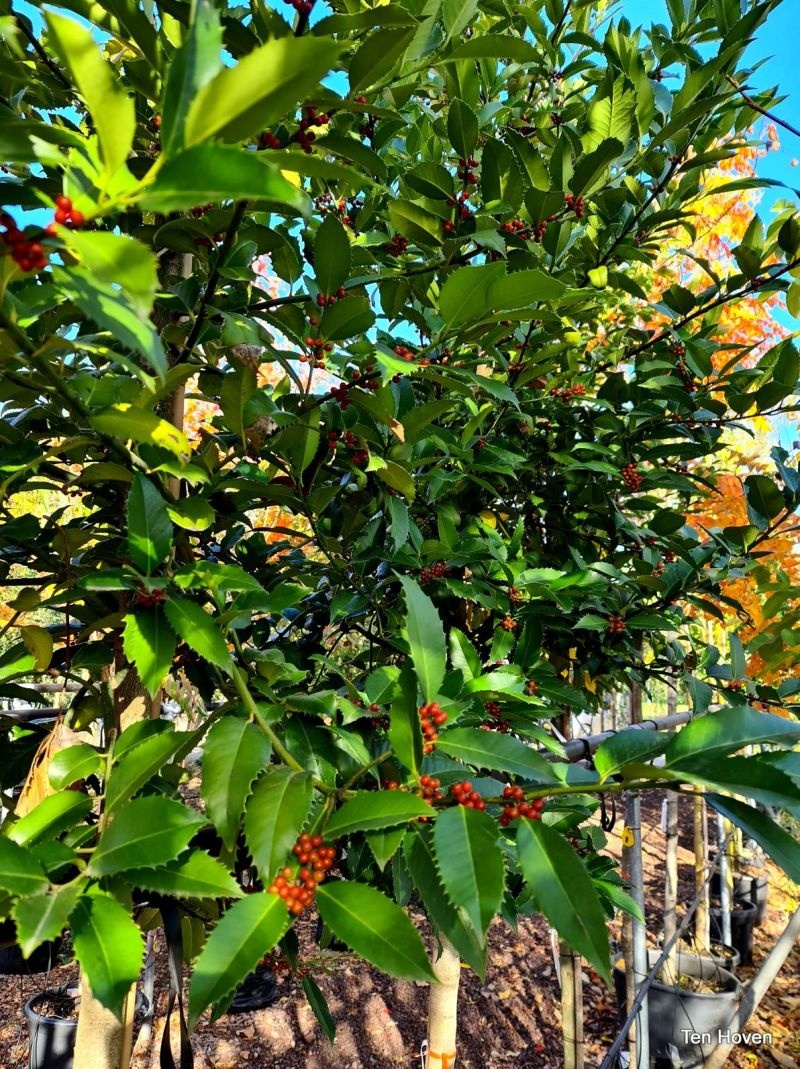 Ilex x koehneana 'Chestnut Leaf'