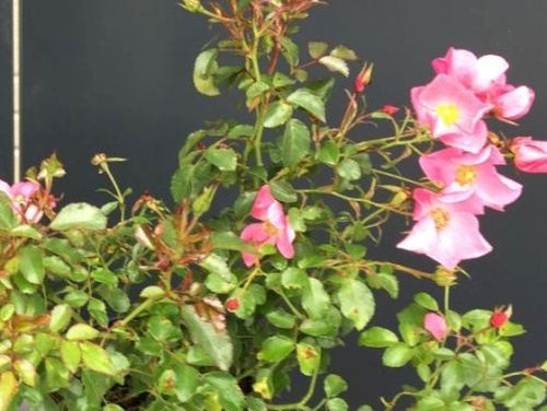 Rosa 'Fortuna'