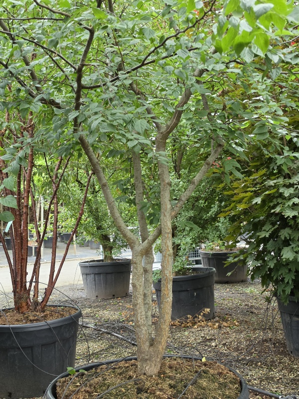 Netelboom
