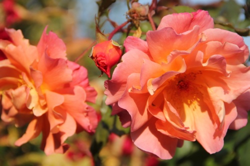 Rosa Westerland