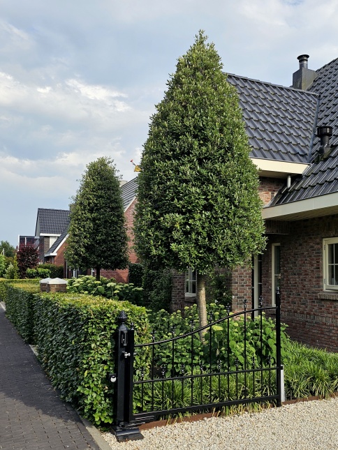Steeneik met compacte kroon.  dit jaar nog niet gesnoeid. aug 2025