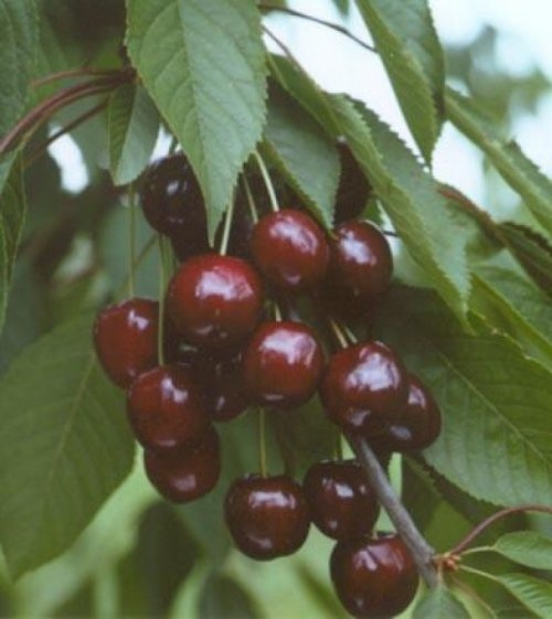 Kers "Annabella"  - Prunus avium 'Annabella'