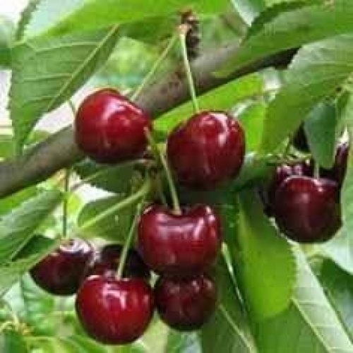 Kers "Bigarreau Burlat" - Prunus avium 'Bigarreau Burlat'