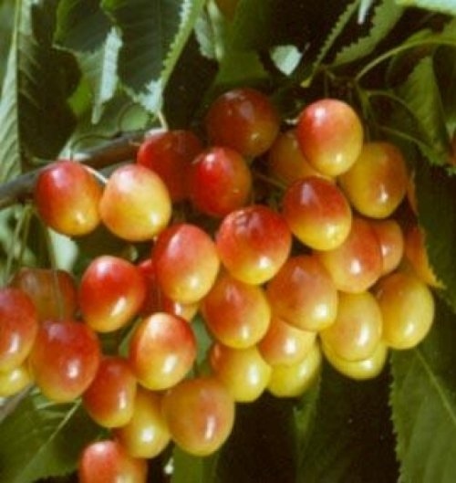 Kers 'Bigarreau Napoleon' - Prunus avium 'Bigarreau Napoleon'
