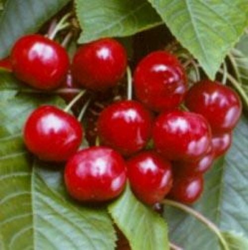 Kers "Castor"  - Prunus avium 'Castor'