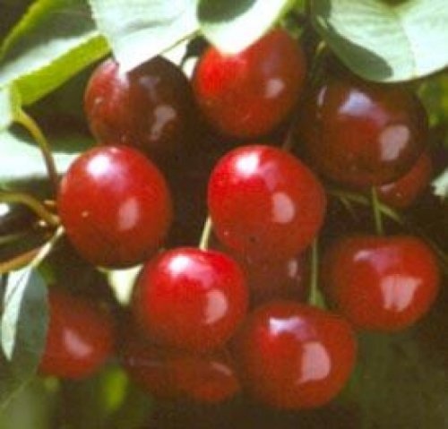 Kers 'Dubbele Meikers'  - Prunus cerasus 'Dubbele Meikers'