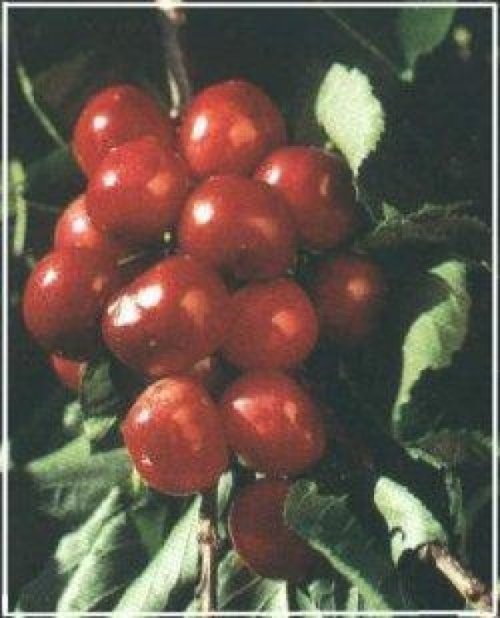 Kers "Duroni"  - Prunus avium 'Duroni'