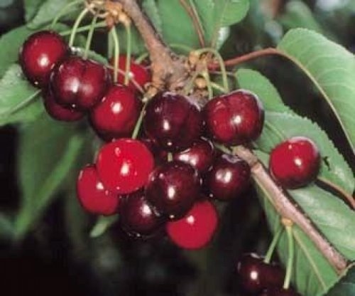 Kers "Earlise"  - Prunus avium 'Earlise'