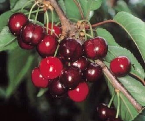Kers "Earlise" - Prunus avium 'Earlise'