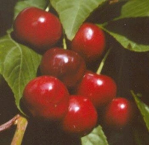 Kers 'Early Rivers'  - Prunus avium 'Early Rivers'