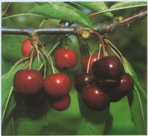 Kers "Hedelfinger"  - Prunus avium 'Hedelfinger'