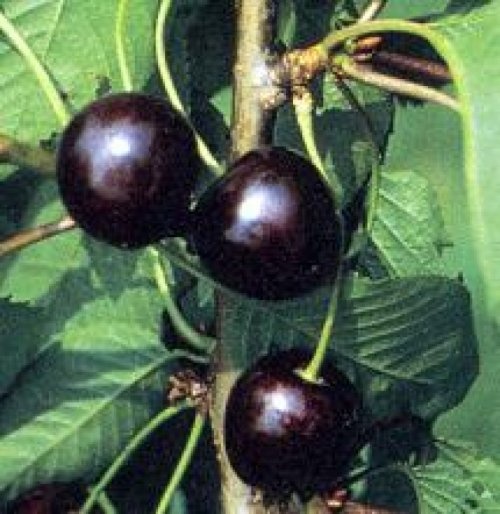 Kers "Karina" - Prunus avium 'Karina'