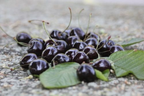Kers "Kordia"  - Prunus Avium 'Kordia'