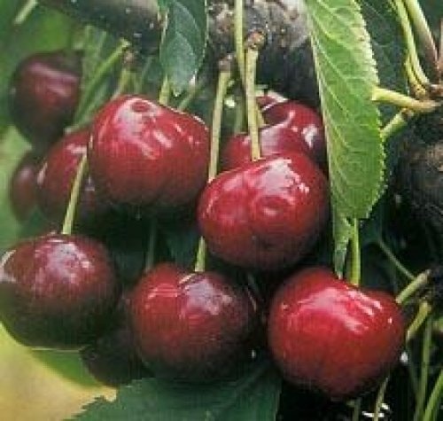 Kers 'Lapins'  - Prunus avium 'Lapins'