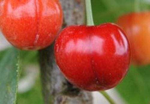Kers "Merton Premier" - Prunus Avium 'Merton Premier'