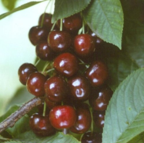 Kers "Pollux"  - Prunus avium 'Pollux'