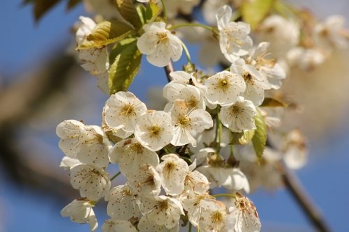 Kers ras onbekend - Prunus avium ras onbekend