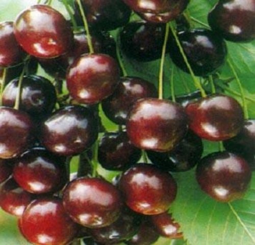 Kers "Summit"  - Prunus avium 'Summit'
