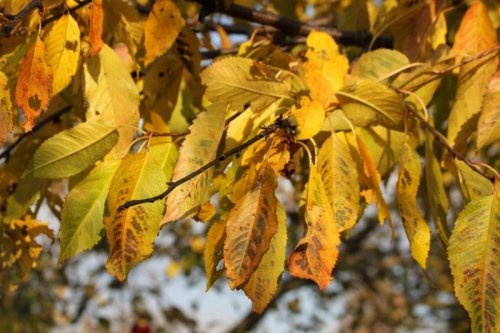 Kers 'Varikse Zwarte'  - Prunus avium 'Varikse Zwarte'