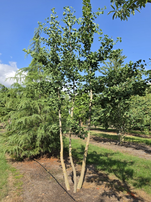 Japanischer Nussbaum, freie Dachform