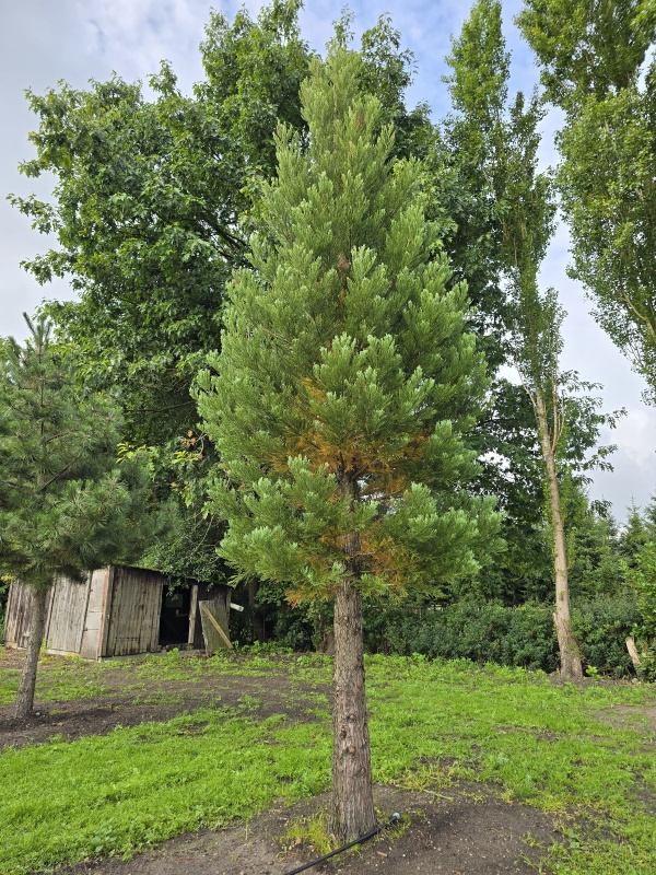 Mammoetboom