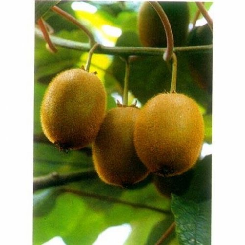 Kiwi planten 'Hayward'