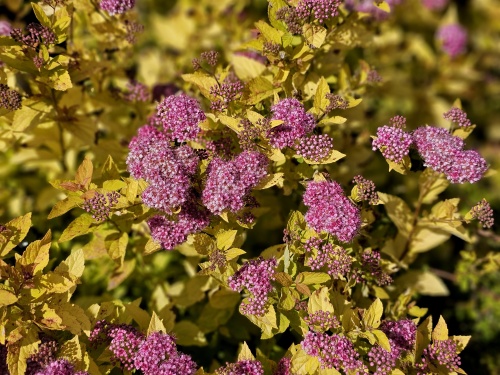 Spierstruik 'Golden Princess' - vakbeplanting met licht groen blad