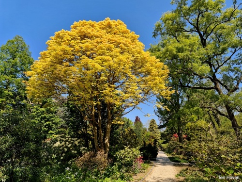 Acer pseudoplatanus 'Brilliantissimum'