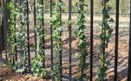 Klimop helix klimplanten leveren wij in verschillende maten