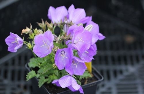 De blauwe clips van de Campanula carpatica