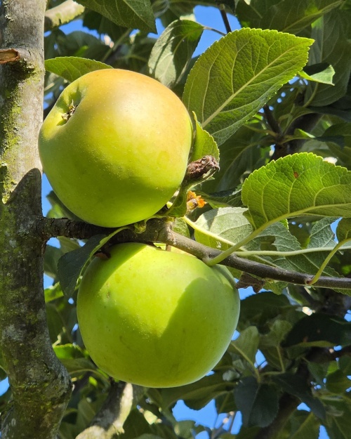 Appel 'Jacques Lebel' - Malus domestica 'Jacques Lebel'