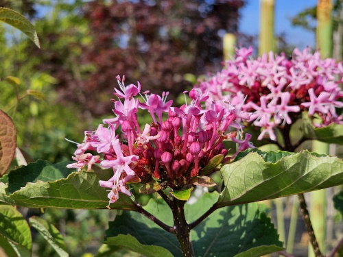 Clerodendrum bungei bloei juli