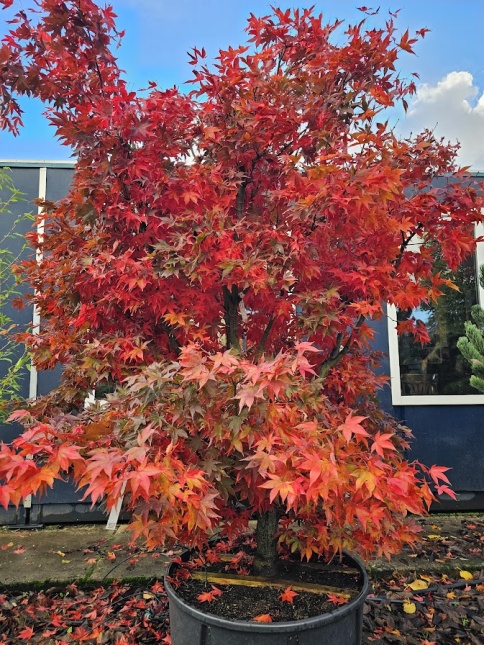 Japanse Esdoorn 'Osakazuki' herfstkleuren eind oktober op de kwekerij van THB in Apeldoorn