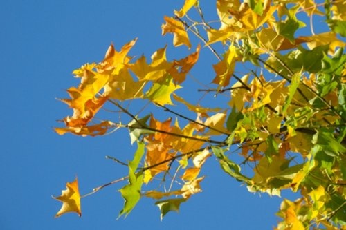 Acer cappadocicum heeft een brede en volle kroon