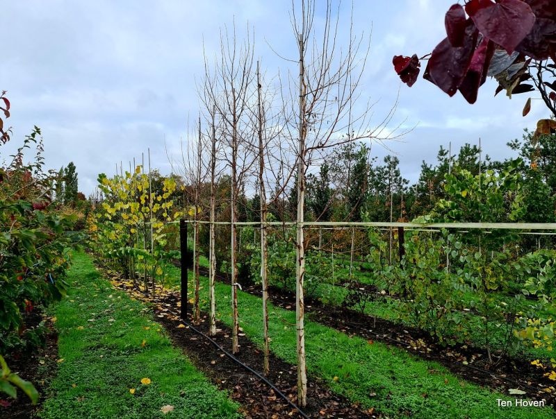 Betula Costata