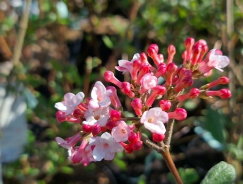 Koreaanse Sneeuwbal - Viburnum carlesii