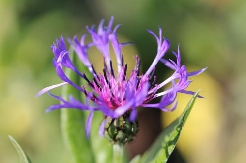 Eén van de vaste planten die prachtig bloeit; de Korenbloem!