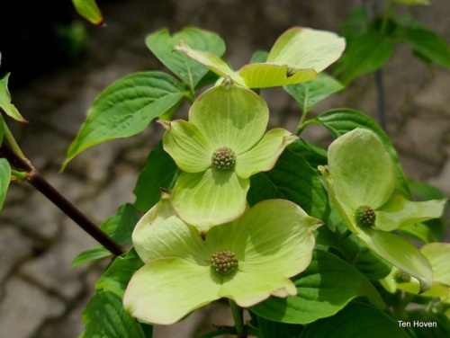 Cornus x Rutban 'Aurora'