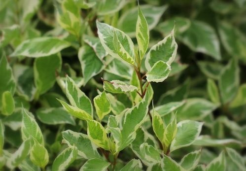 Kornoelje ‘Elegantissima’