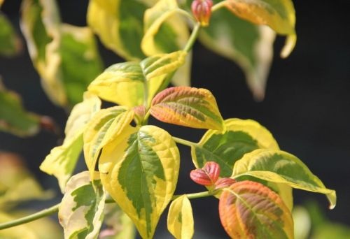 Kornoelje 'Golden Shadow'