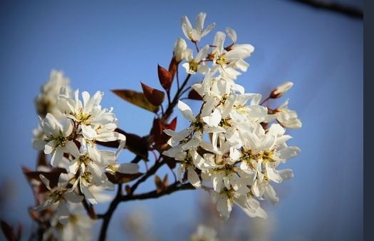 Amelanchier lamarckii bloesem