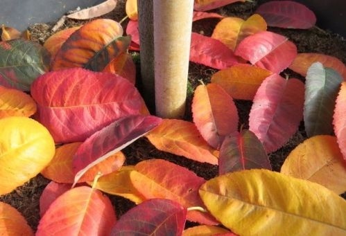 Herfstbeeeld Amelanchier 'Glennform'
