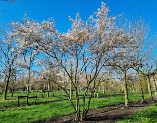 Krentenboompje - Amelanchier lamarckii