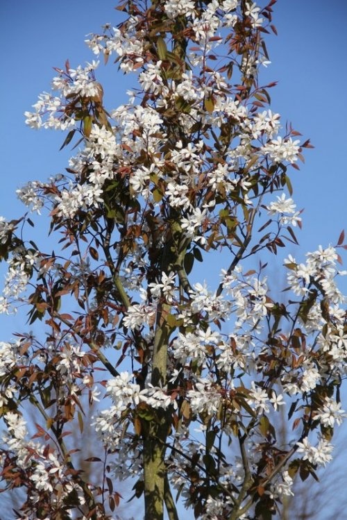 Krentenboompje 'Snowcloud' blad