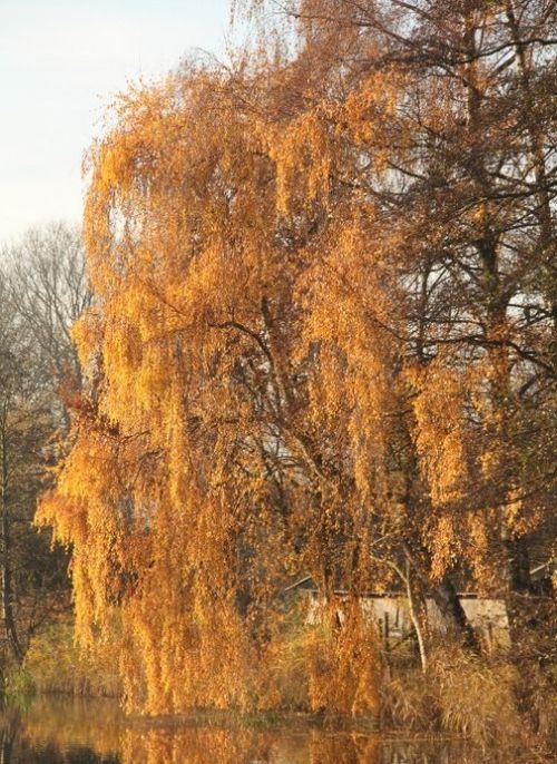 Kronkelberk in treurvorm